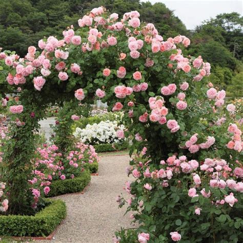 Strawberry Hill Most Fragrant Climbing Roses An Award Winning Rose