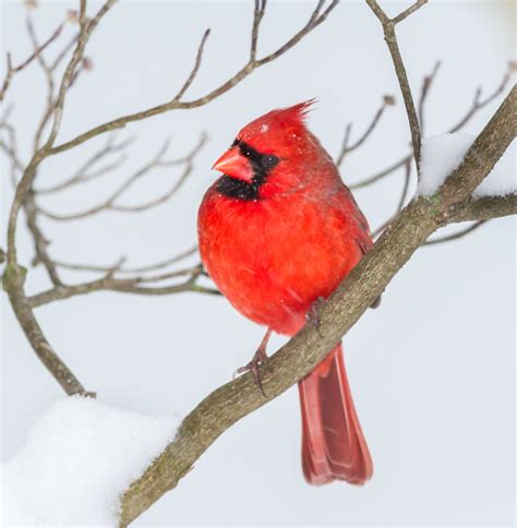 Snowy Cardinal Snowy Cardinal The Brilliant Crimson Of A Flickr