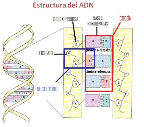 Genética Moderna Estructura Y Composición Del Adn