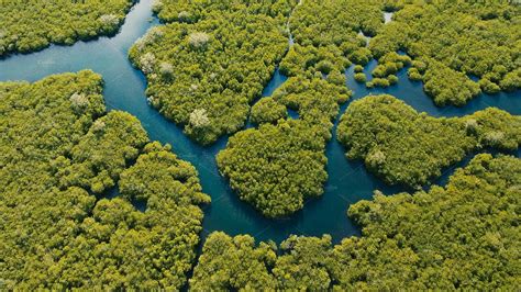 Mangrove Forest In Asia Philippines Siargao Island Featuring Aerial