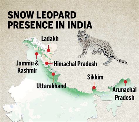 He Has Rescued 47 Snow Leopards In 20 Years Times Of India