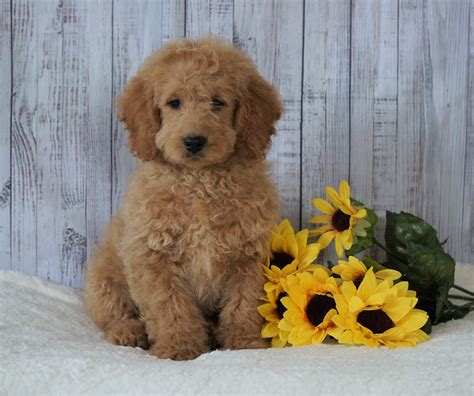 F1b Mini Goldendoodle For Sale Holmesville Oh Male Frankie Ac