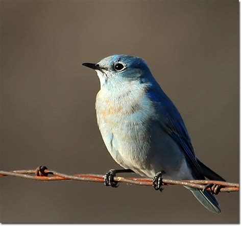 Mountain Bluebird Oklahoma City Audubon Society