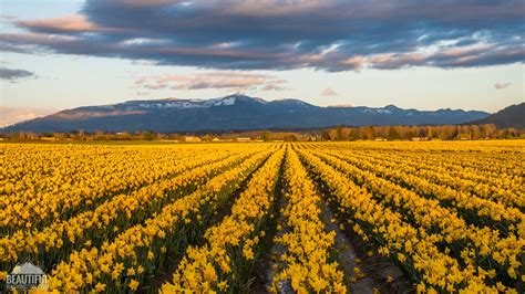 Skagit Valley Daffodils Pictures Video From The Tulip Festival