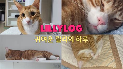고양이 브이로그 캣조딩 릴리의 일상10 I 오랜만에 귀여운 릴리의 이모저모 I 고양이의 하루 Youtube