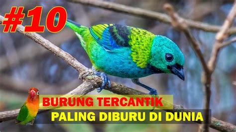Wajib nonton inilah 6 burung tercantik di dunia . #10 Burung Paling Cantik dan Paling Diburu Di Seluruh ...