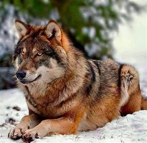 Pin By Renee Scott Femenella On Loboswolf Wolf Dog Wolf