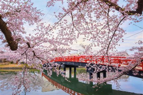 Japanese Cherry Blossom Festival Pop Up Garden At The Mira