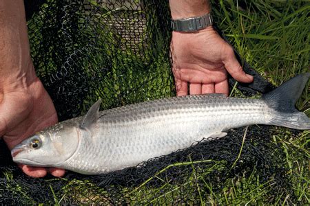 Nov 02, 2020 · hook the finger mullet through the bottom lip and out through the top. MULLET AND HOW TO CATCH THE THIN-LIPPED VARIETY | Article ...