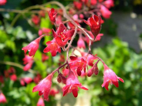 Bell Shaped Flowers Flowers Garden