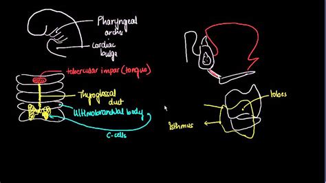 Embryology Of Thyroid Gland 1 Youtube