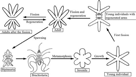 The Echinoblog Sexual And Asexual Reproduction In Coscinasterias Two
