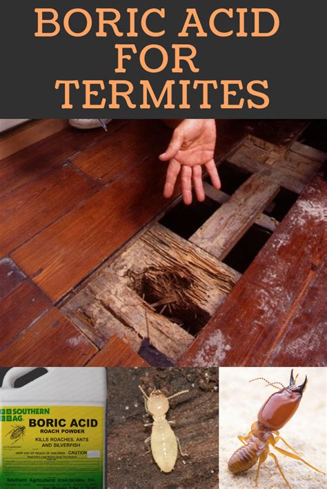 It is a white, powdery substance with colorless crystals that often is used as a household cleaner or laundry borax can kill termites by interfering with a termite's digestion, which can cause its death. Pin on Termite Damage Pictures