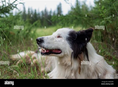 The White Dog Laika Lies Sniffing On The Green Grass In The Forest With