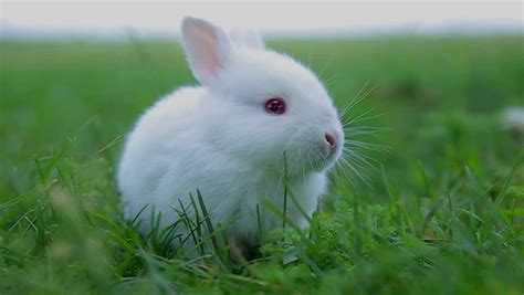 Rabbit On Green Grass White Stock Footage Video 100 Royalty Free