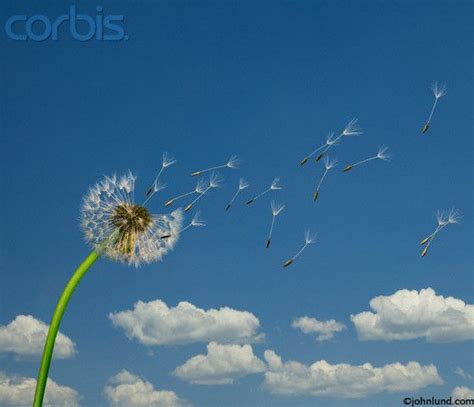 Pictures Of Dandelion Seeds Blowing In The Wind On A Warm Spring Day