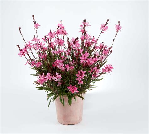 Maybe you would like to learn more about one of these? Gaura, Grace™ Compact Pink (Whirling Butterflies ...