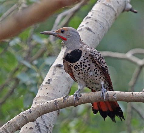 Northern Flicker An Exception To The Rule