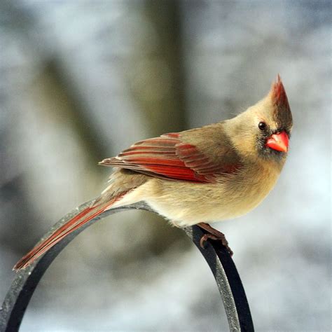 Cardinal Cardinal Birds Birds Bird Pictures