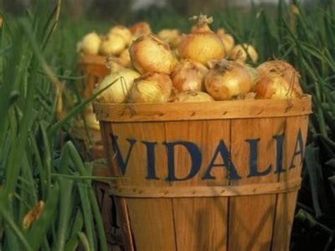 Uga Vidalia Onion And Vegetable Research Center Visit Vidalia