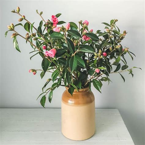 Perennial plants that flower in winter are especially dear to gardeners' hearts. Camellias in full bloom and my new vintage Australian ...