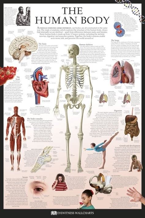 The Human Body Poster Anatomy Medical Wall Chart 61x91cm Spine Heart