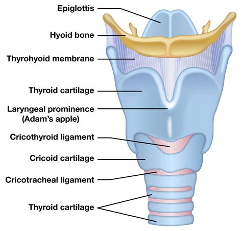 Diagram Parts Of The Larynx Diagram Mydiagram Online