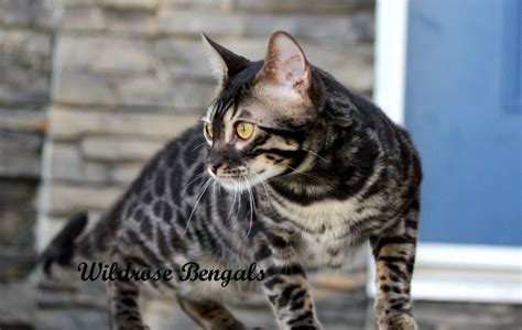 The brown bengal cat (c,c color genes) is the most popular of the bengal cat colors and it was also the first to be recognized by tica in 1983. Charcoal Brown Bengal Cat Kfwkqdwl | Fantastic Felines ...
