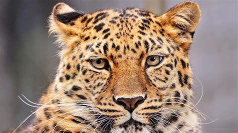 Leopard face. Live wallpapers for Android - APK Download