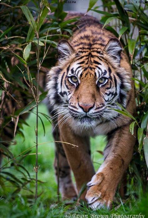 Puna A Sumatran Tiger Stalking Through Foliage Jason Brown Flickr