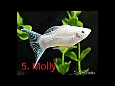 Top 10 Best Looking Tropical Fish For Beginners - YouTube