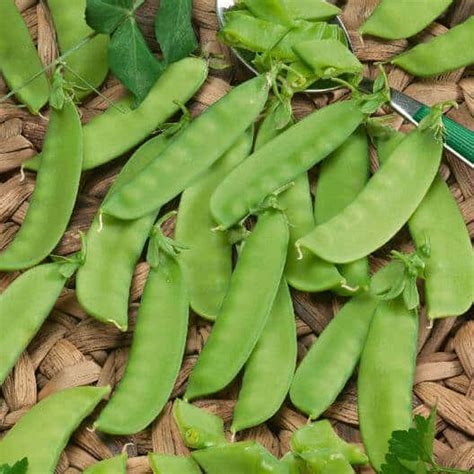 Growing Sugar Snap Peas Made Easy From Seed To Harvest Outdoor Happens