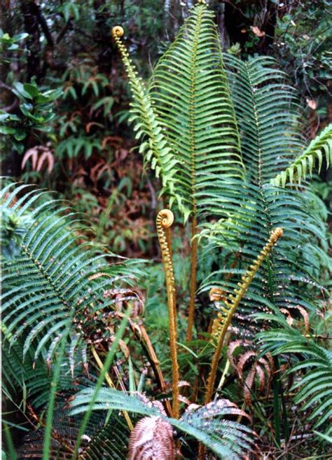 Pokok mahogani hutan hujan tropika. Noministnow: Gambar Tumbuhan Paku Resam