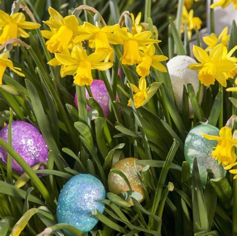 Best Easter Plants 10 Easter Flowers For Decorating And Ting
