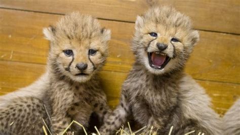 Meet Prague Zoos Newest Additions 5 Very Fluffy Cheetah Cubs Inside