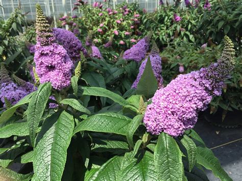 Pugster Amethyst Butterfly Bush Plant Addicts