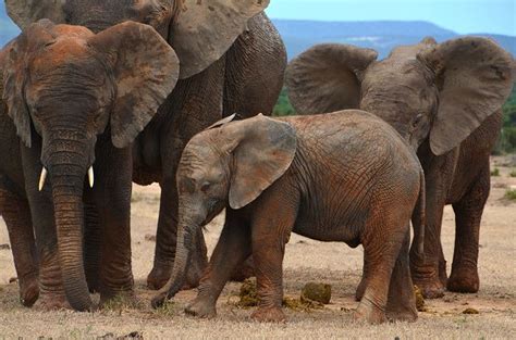 Eleven Exciting Elements About Elephants For World Elephant Day Explore Awesome Activities