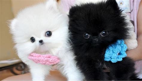 It's quite rare to come across puppies for adoption, and you'll have better luck with an older dog. Vet checked Teacup POMERANIAN Puppies Available For Adoption Text (727) 900-5127