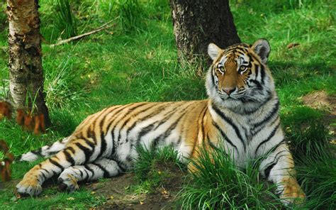 Амурский тигр в природе фото — Картинки и Рисунки