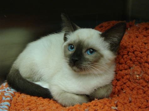 Hannah At 6 Weeks Old Is A Snowshoe Siamese Siamese Kittens Munchkin