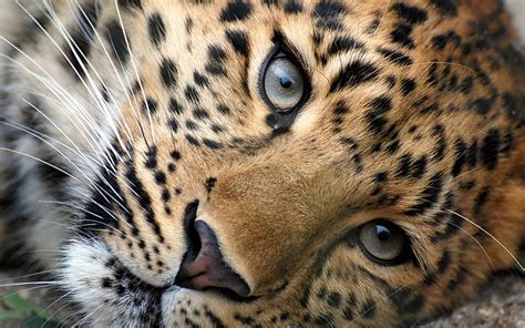 Mata Macan Tutul Cheetah Jantan Binatang 2560x1600 Macan Tutul