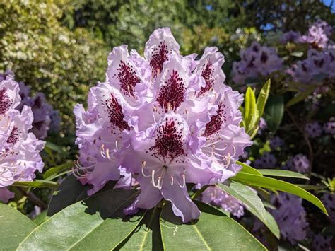 Free Picture Rhododendron Ponticum Purple Beautiful Flowers Leaf
