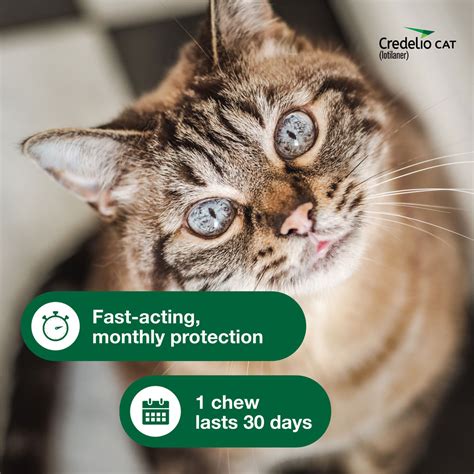 Credelio Cat Tick And Flea Infestation Prevention And Treatment For Cats