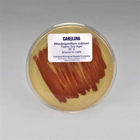 Rhodospirillum rubrum are bacteria, meaning that they are prokaryotes. Rhodospirillum rubrum, Living, Plate | Carolina.com