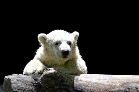 Free Images White Cute Fur Mammal Fauna Smile Polar Bear Laugh
