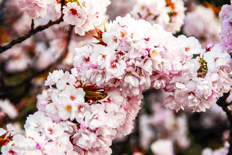 The Meaning Of Cherry Blossoms In Japan Life Death And