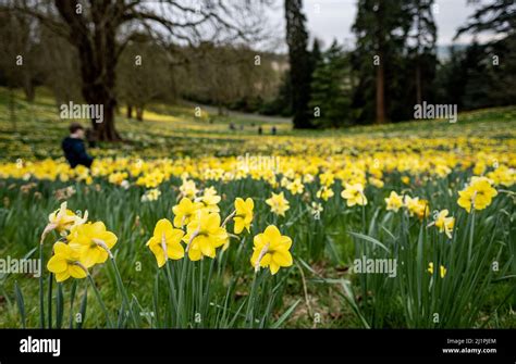 Spring Daffodils In Full Bloom In Daffodil Valley At Waddesdon Manor