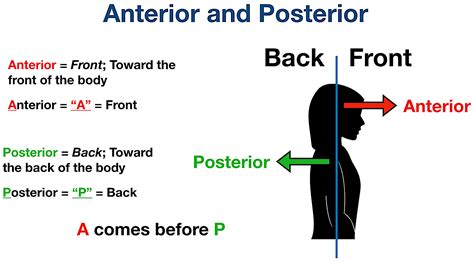 anatomical position and directional terms definitions example labeled diagrams body planes