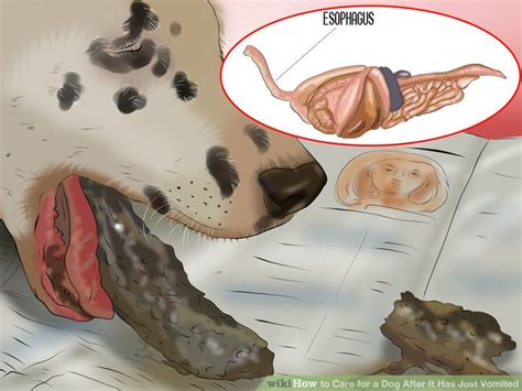 When this happens, the first question that jumps to any owner's mind is, why is my dog throwing up?. How to Care for a Dog After It Has Just Vomited | How to do it