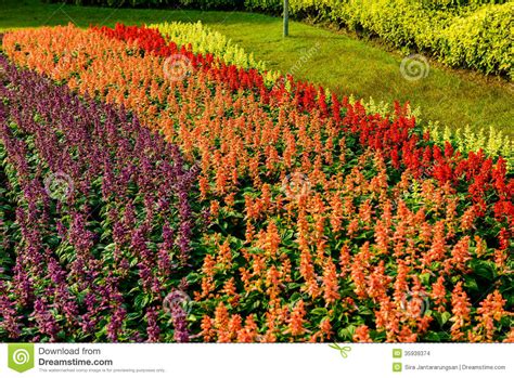 Colorful Flowers In The Garden Stock Photo Image Of Blossom Grass